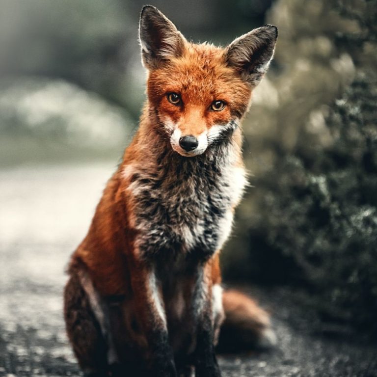 Lire la suite à propos de l’article Voyages oniriques & animaux totem – individuel